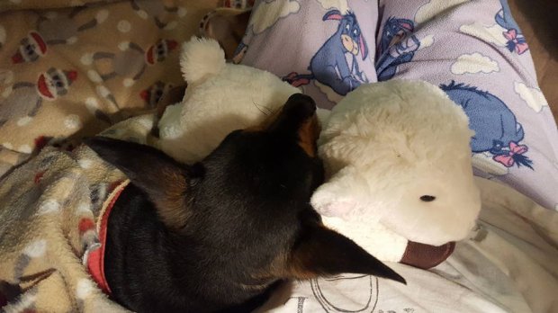 nguoi ban cuu khuyet tat qua doi chu cho chihuahua buon rau lay cuu nhoi bong ra om