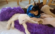nguoi ban cuu khuyet tat qua doi chu cho chihuahua buon rau lay cuu nhoi bong ra om
