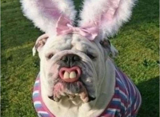 17 tiet muc cosplay khien hoi thu cung ghet cay ghet dang chu nhan