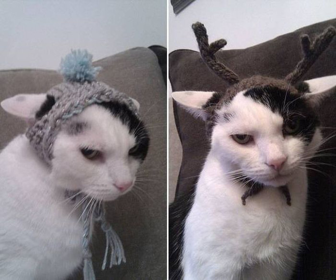 17 tiet muc cosplay khien hoi thu cung ghet cay ghet dang chu nhan