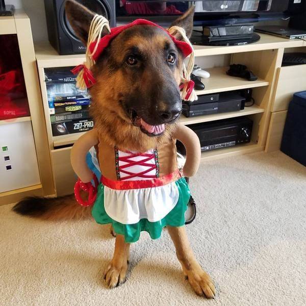 17 tiet muc cosplay khien hoi thu cung ghet cay ghet dang chu nhan