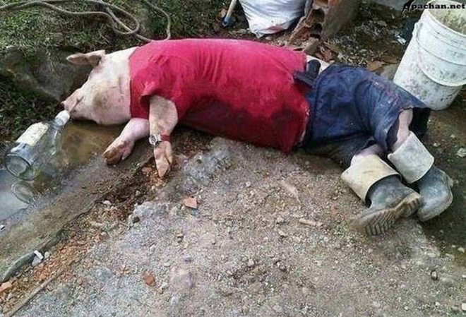 17 tiet muc cosplay khien hoi thu cung ghet cay ghet dang chu nhan