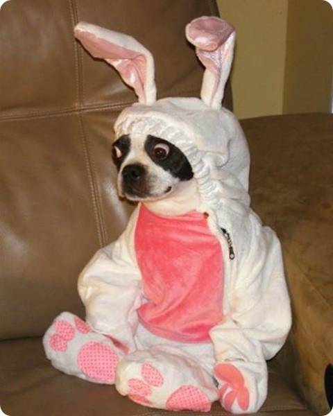 17 tiet muc cosplay khien hoi thu cung ghet cay ghet dang chu nhan