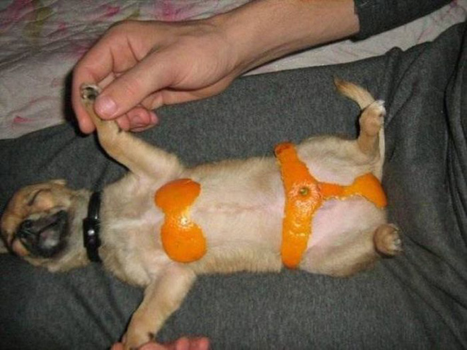 17 tiet muc cosplay khien hoi thu cung ghet cay ghet dang chu nhan