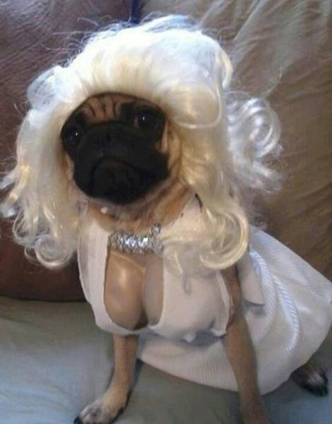 17 tiet muc cosplay khien hoi thu cung ghet cay ghet dang chu nhan