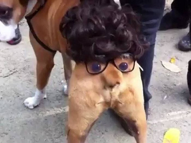 17 tiet muc cosplay khien hoi thu cung ghet cay ghet dang chu nhan