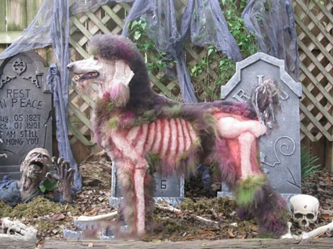 17 tiet muc cosplay khien hoi thu cung ghet cay ghet dang chu nhan