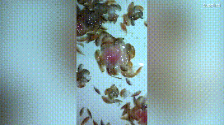 con trai chan nhuom mau tuoi sau khi di tam bien nguoi bo dat bay va phat hien ra hung thu