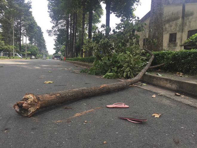 bi nhanh cay roi trung dau co gai bi xuat huyet nao cap cuu trong tinh trang nguy kich