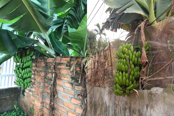 cay nha nguoi ta nhung qua o nha minh tinh canh nhuc nhoi khien bao nguoi kho tam mua he nay