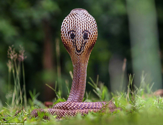 Tổng hợp 60+ hình xăm con rắn đẹp nhất, ý nghĩa hình xăm con rắn
