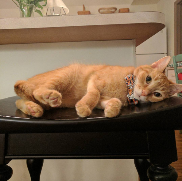 15 chu meo banh trai an dien nhat trong ngay quoc te meo