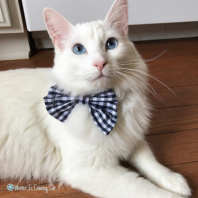 15 chu meo banh trai an dien nhat trong ngay quoc te meo