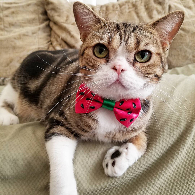 15 chu meo banh trai an dien nhat trong ngay quoc te meo