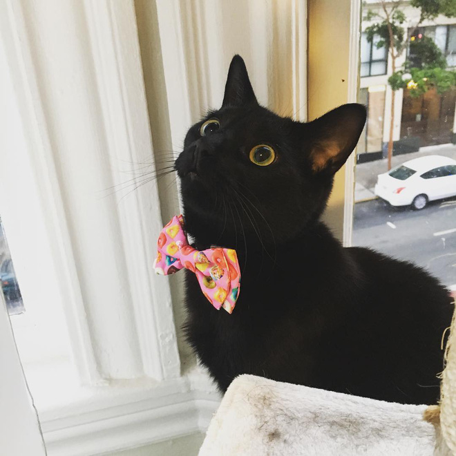 15 chu meo banh trai an dien nhat trong ngay quoc te meo