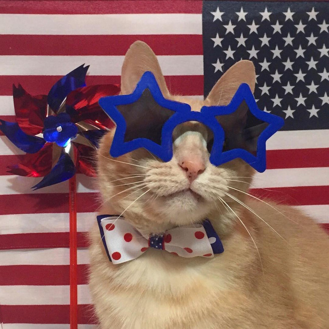 15 chu meo banh trai an dien nhat trong ngay quoc te meo