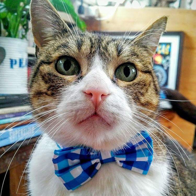 15 chu meo banh trai an dien nhat trong ngay quoc te meo