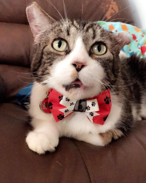 15 chu meo banh trai an dien nhat trong ngay quoc te meo