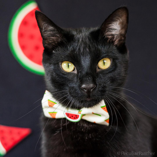 15 chu meo banh trai an dien nhat trong ngay quoc te meo