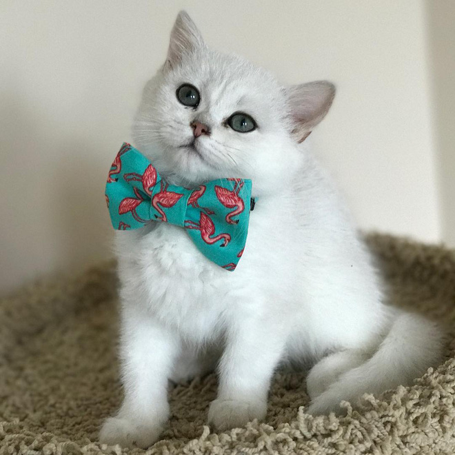 15 chu meo banh trai an dien nhat trong ngay quoc te meo