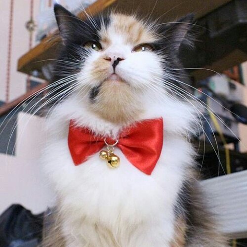 15 chu meo banh trai an dien nhat trong ngay quoc te meo