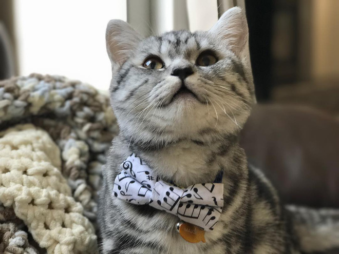 15 chu meo banh trai an dien nhat trong ngay quoc te meo