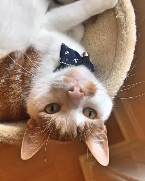 15 chu meo banh trai an dien nhat trong ngay quoc te meo