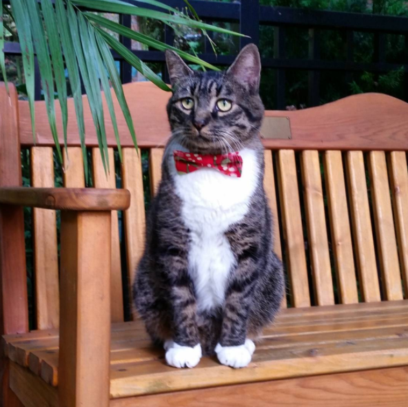 15 chu meo banh trai an dien nhat trong ngay quoc te meo