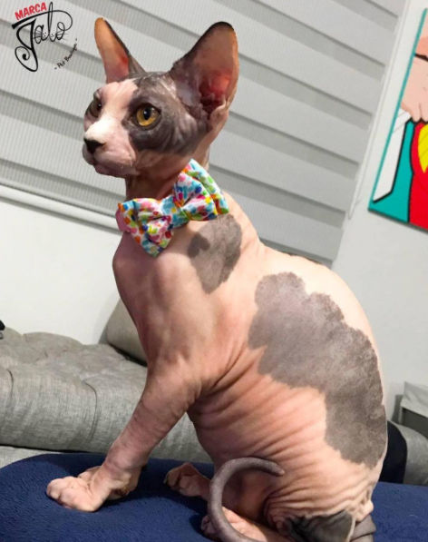 15 chu meo banh trai an dien nhat trong ngay quoc te meo