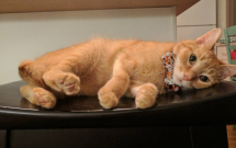 15 chu meo banh trai an dien nhat trong ngay quoc te meo