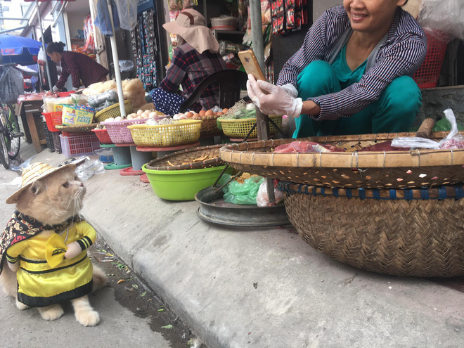 gap chu meo hoang thuong di cho vi hanh cac con sen deu dung ngoi khong yen