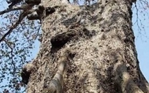 video can canh cay bang da chet kho o soc trang dai gia da nang tra gia 30 ty dong