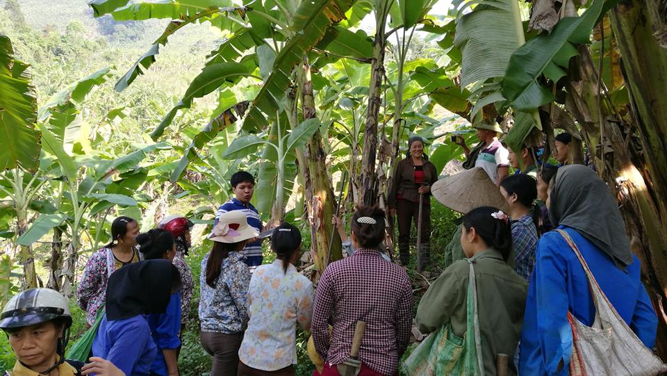 thanh van khi trai chin ngot dan