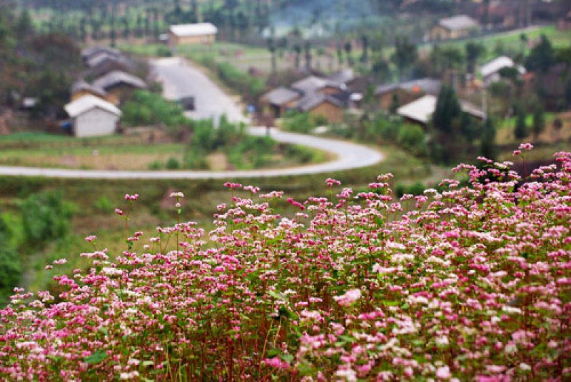 ha giang to chuc le hoi hoa tam giac mach lan thu 3 nam 2017