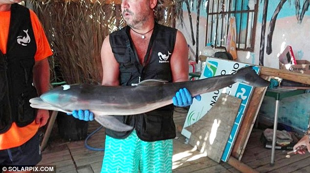 bi du khach chuyen tay nhau vuot ve roi selfie sau khi mac can chu ca heo con chet tham