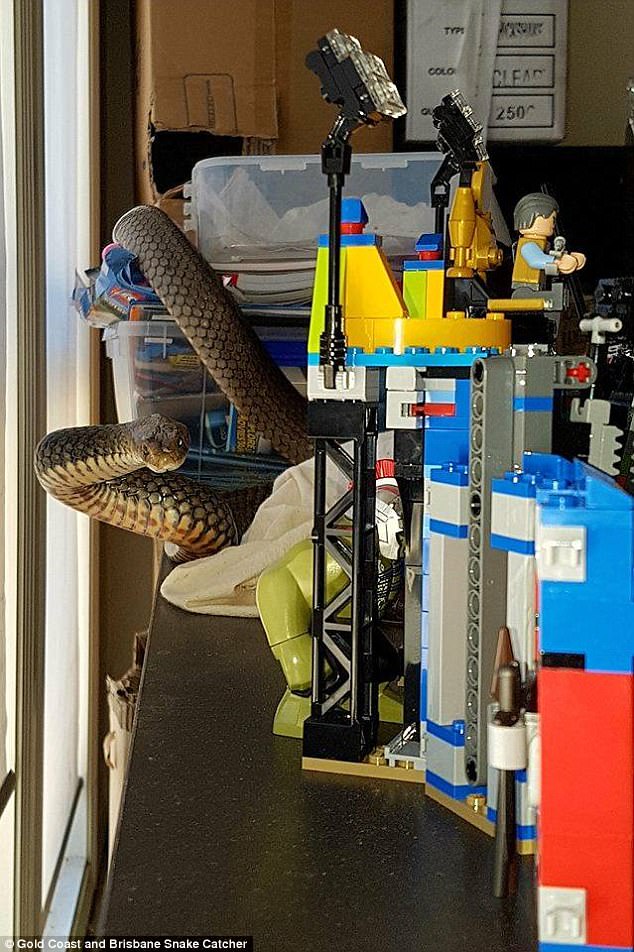 kiem tra phong con cha me ta hoa khi thay ran cuc doc bo lom ngom trong dong do choi