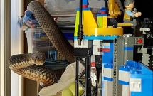 kiem tra phong con cha me ta hoa khi thay ran cuc doc bo lom ngom trong dong do choi