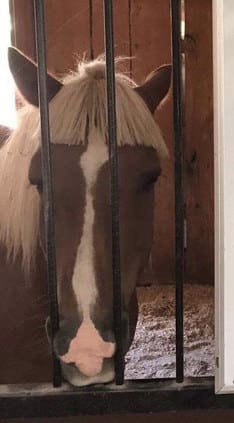 thieu kien thuc nhung lai thua nhiet tinh tinh nguyen vien nhanh nhau cat mai bang cho ngua nhu lady gaga