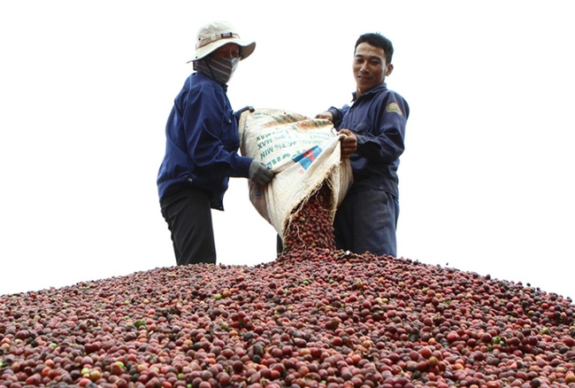 xuat khau ca phe nam nay co the dat 135 trieu tan