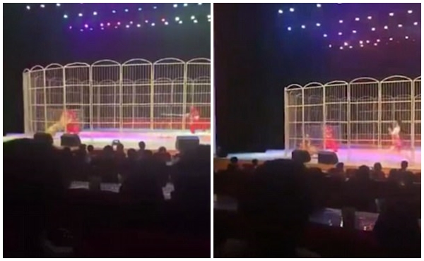 huan luyen vien bi ho lao vao tan cong ngay truoc su chung kien cua khan gia