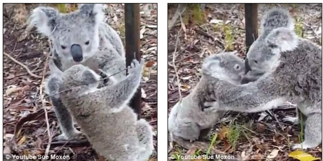 cuoc giai cuu gau tui koala sieu de thuong va nhung tai nan an it ai ngo