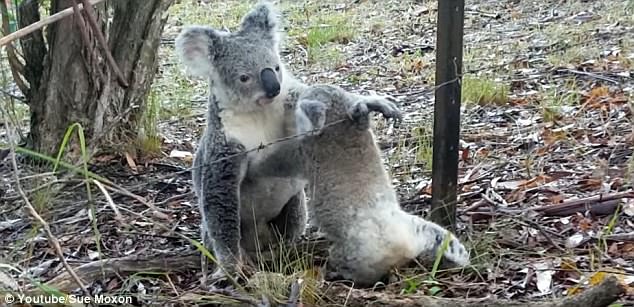 cuoc giai cuu gau tui koala sieu de thuong va nhung tai nan an it ai ngo