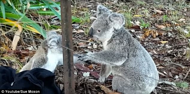 cuoc giai cuu gau tui koala sieu de thuong va nhung tai nan an it ai ngo