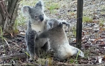 cuoc giai cuu gau tui koala sieu de thuong va nhung tai nan an it ai ngo