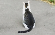 chu meo so huu vet bot hinh meo beo tren lung