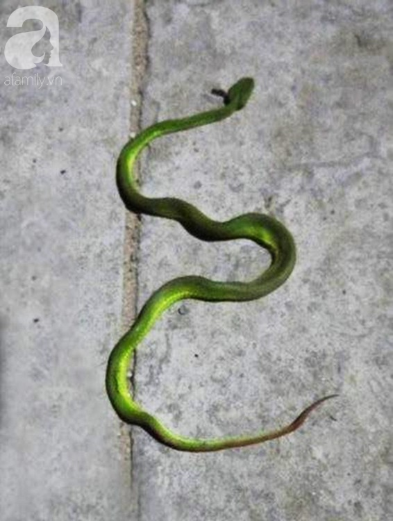 ran luc duoi do vao truong dai hoc o tphcm can nguoi