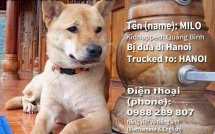 chu cho milo mat tich o phong nha nguoi phu nu my hua thuong 50 trieu cho nguoi tim thay
