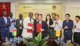 tap doan tt group du kien thu mua toan bo san luong hat dieu tho cua guinea bissau