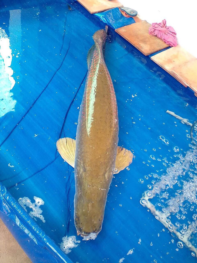 ngu dan tay ninh bat duoc ca khung nang 30 ky tra gia 20 trieu dong van khong ban