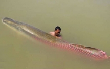 ngu dan tay ninh bat duoc ca khung nang 30 ky tra gia 20 trieu dong van khong ban